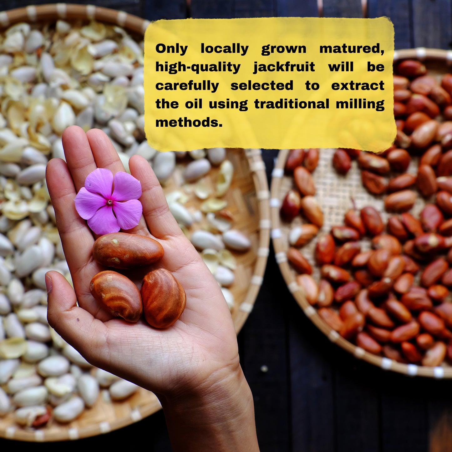 Premium Jackfruit Seed Oil for Face Beauty - Face Oil For Anti - aging - 50 ml